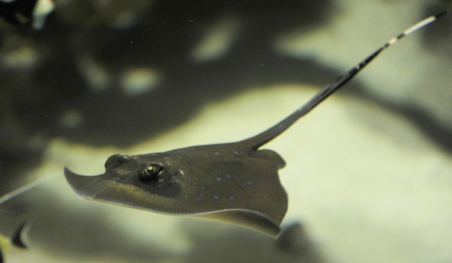 Újabb különleges porcos hal a Sóstó ZOO-ban! cikk kiemelő képe