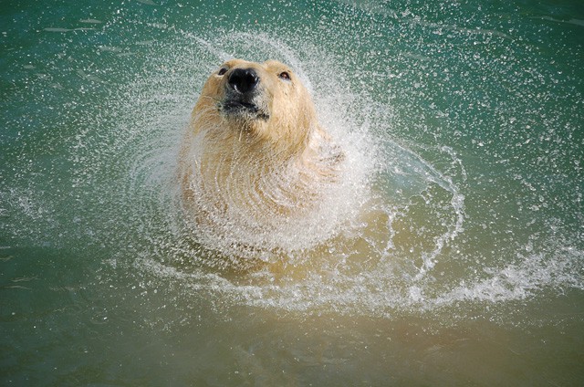 Jegesmedve nőstény érkezett az Állatparkba! cikk kiemelő képe