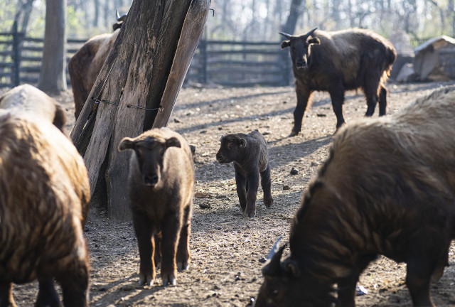 Újabb Mishmi-takin született cikk kiemelő képe