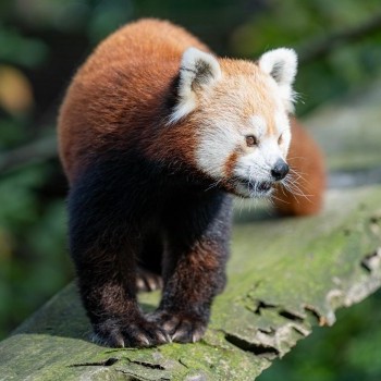 Vörös panda