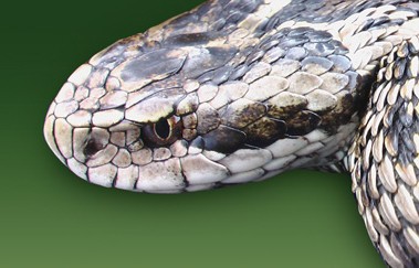Rákosi Vipera Nap a Nyíregyházi Állatparkban! cikk kiemelő képe