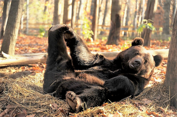 Medve Nap az Állatparkban